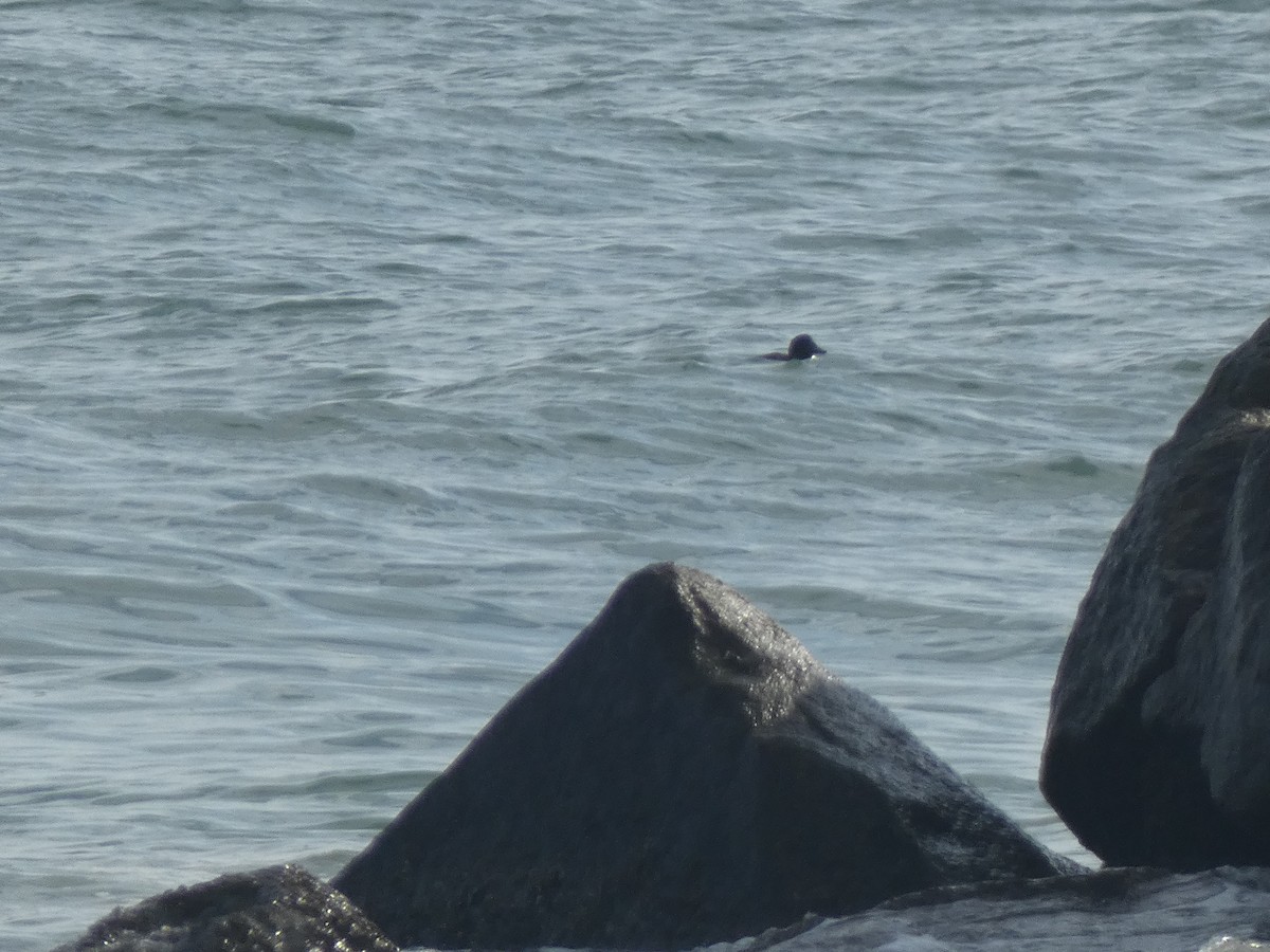 scoter sp. - ML646647841