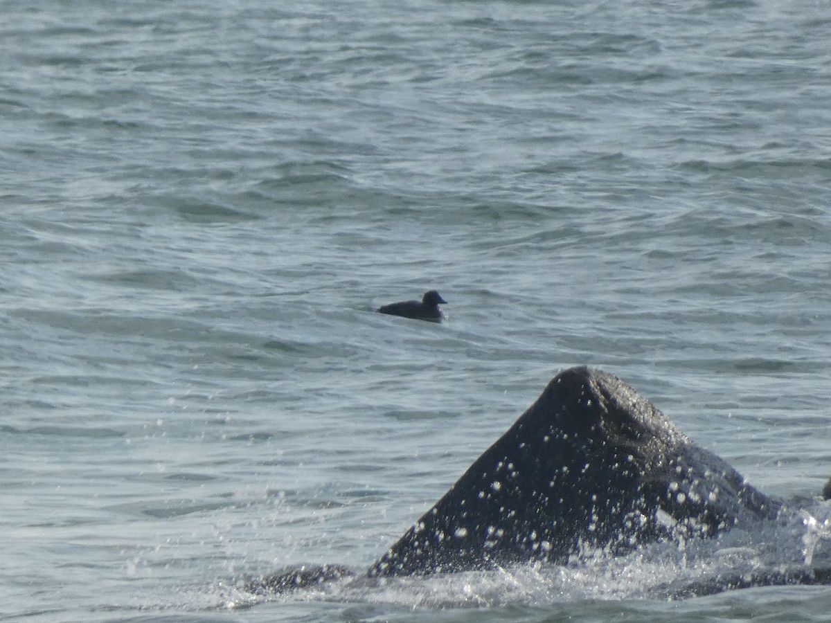 scoter sp. - ML646647842