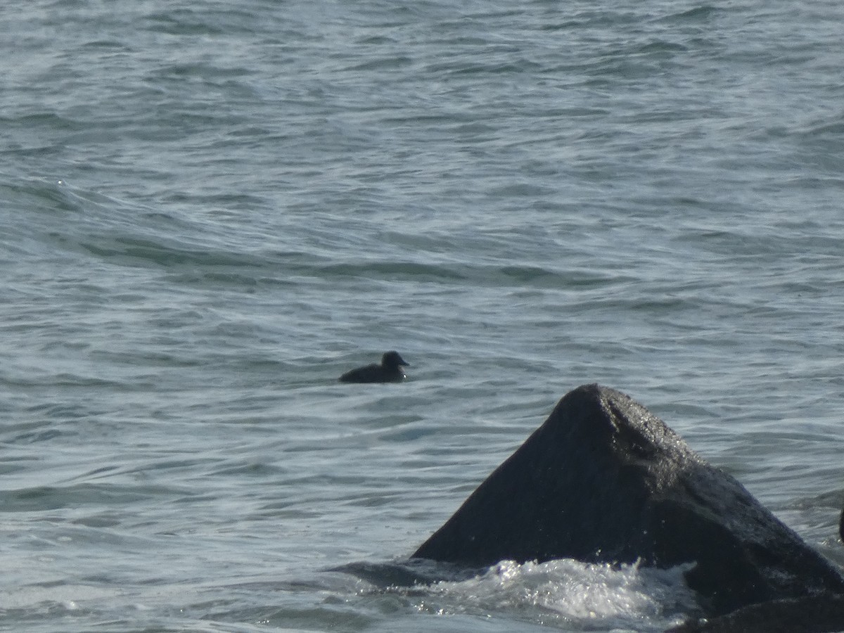 scoter sp. - ML646647843