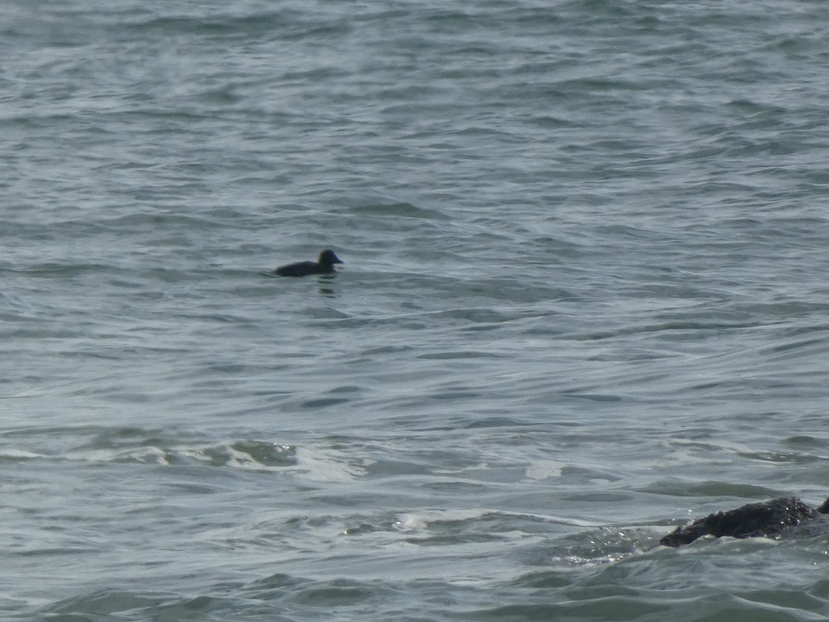 scoter sp. - ML646647844