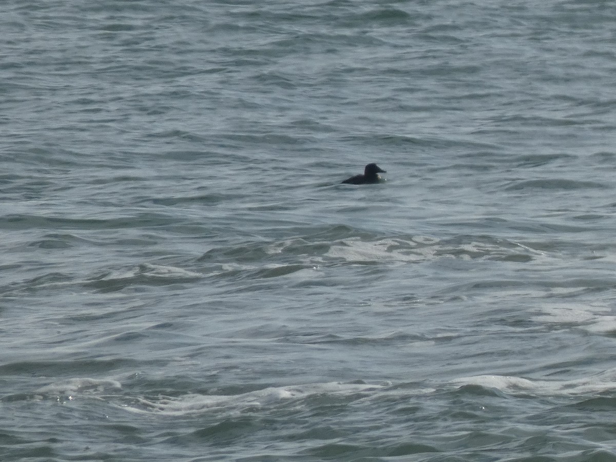 scoter sp. - ML646647845