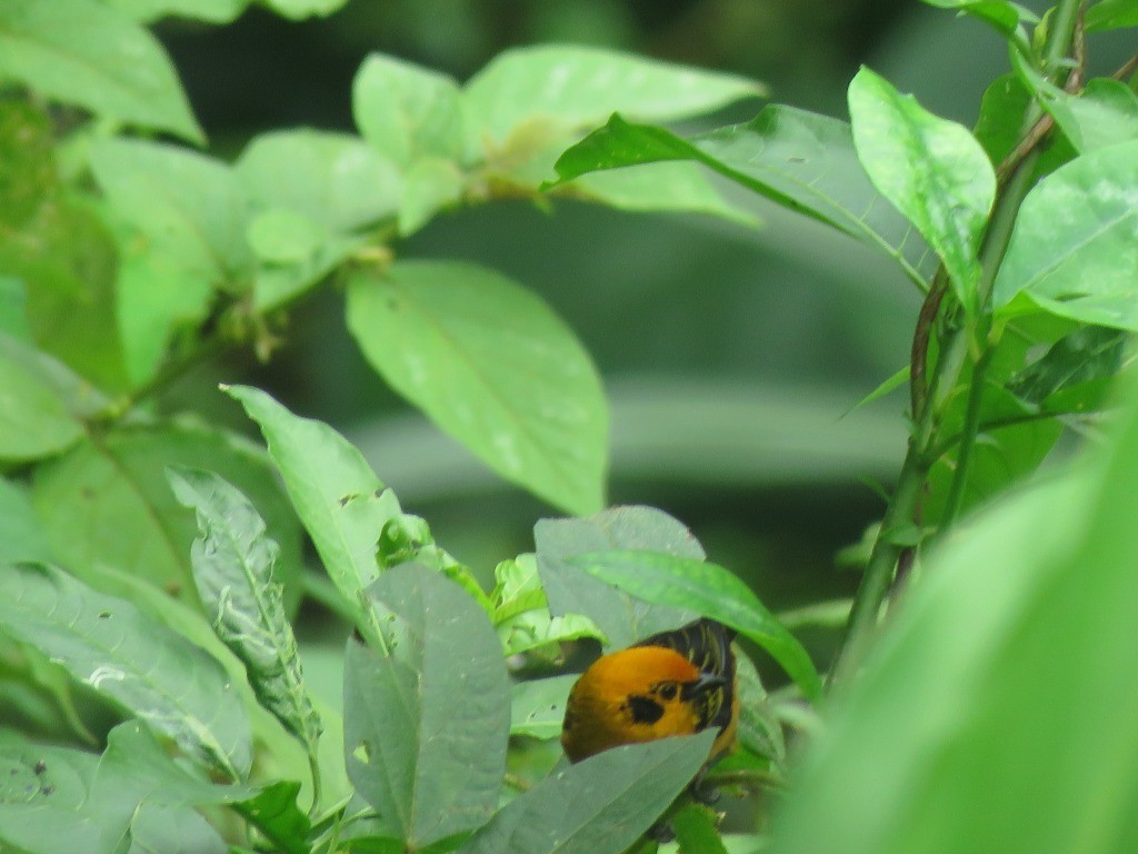 Golden Tanager - ML646647846