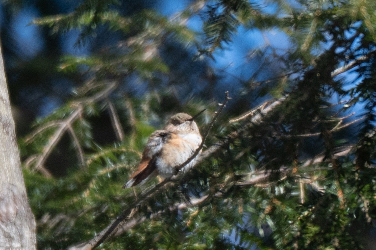 Rufous Hummingbird - ML646647847