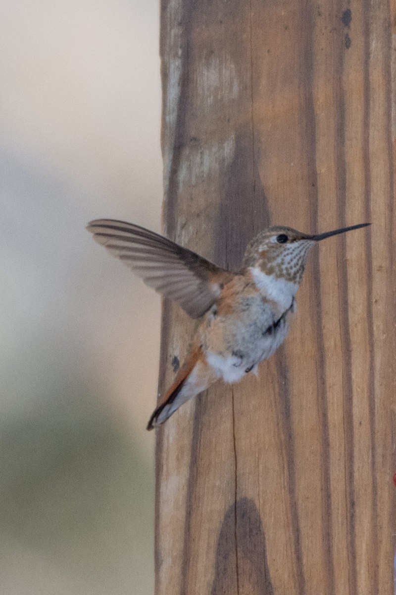 Rufous Hummingbird - ML646647848