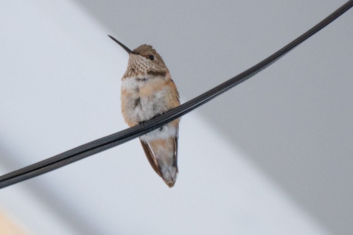 Rufous Hummingbird - ML646647849