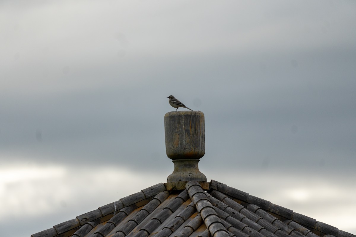 Bergeronnette grise - ML646647850