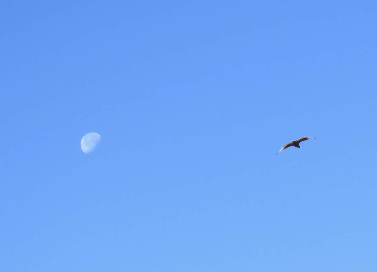 kongevåk - ML646647851