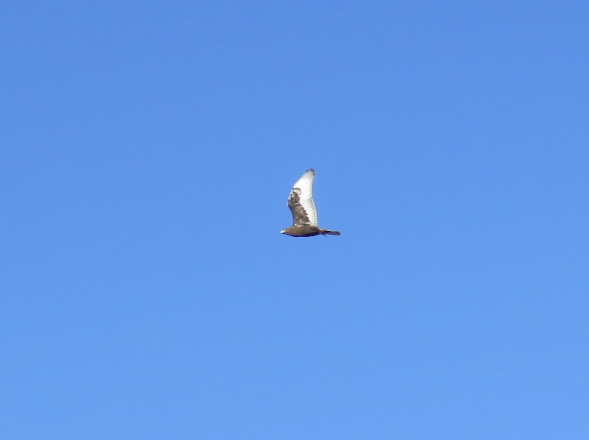 kongevåk - ML646647853