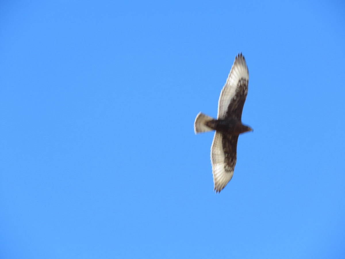 kongevåk - ML646647856