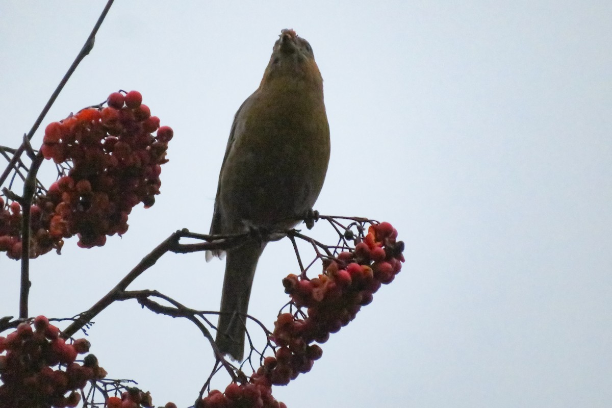 ギンザンマシコ - ML646647858