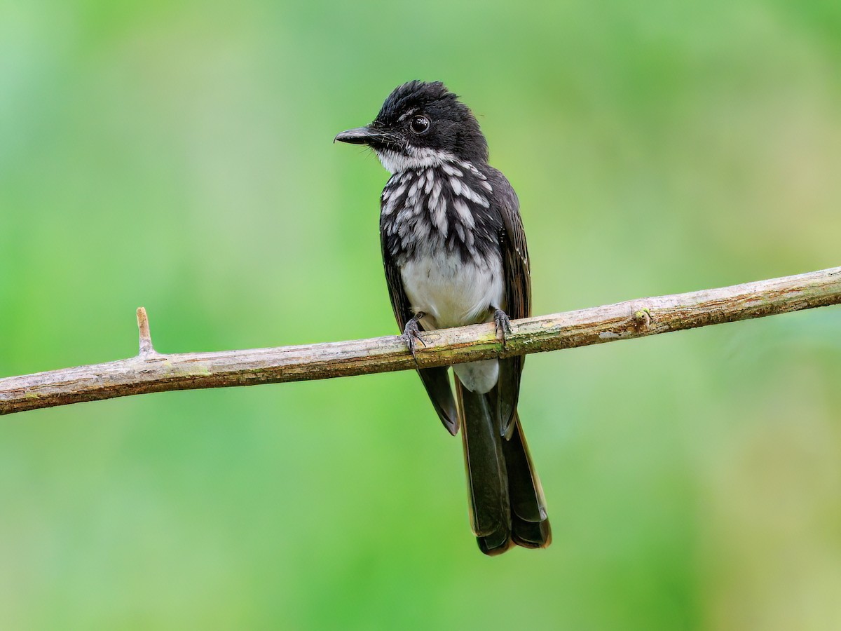 White-gorgeted Fantail - Rhipidura coultasi - Birds of the World