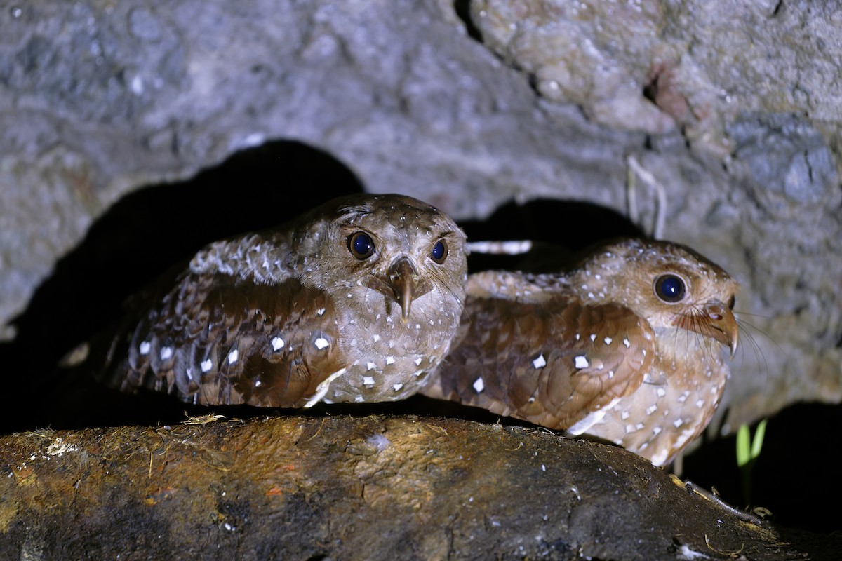 Oilbird - ML646647860