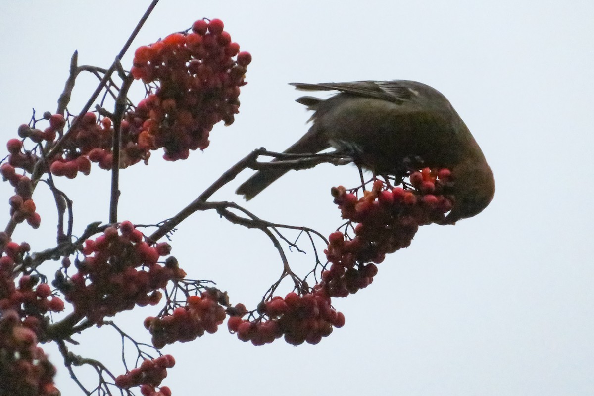 ギンザンマシコ - ML646647861