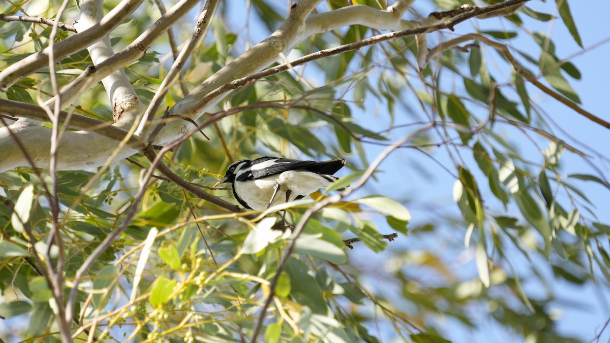 Magpie-lark - ML646647862