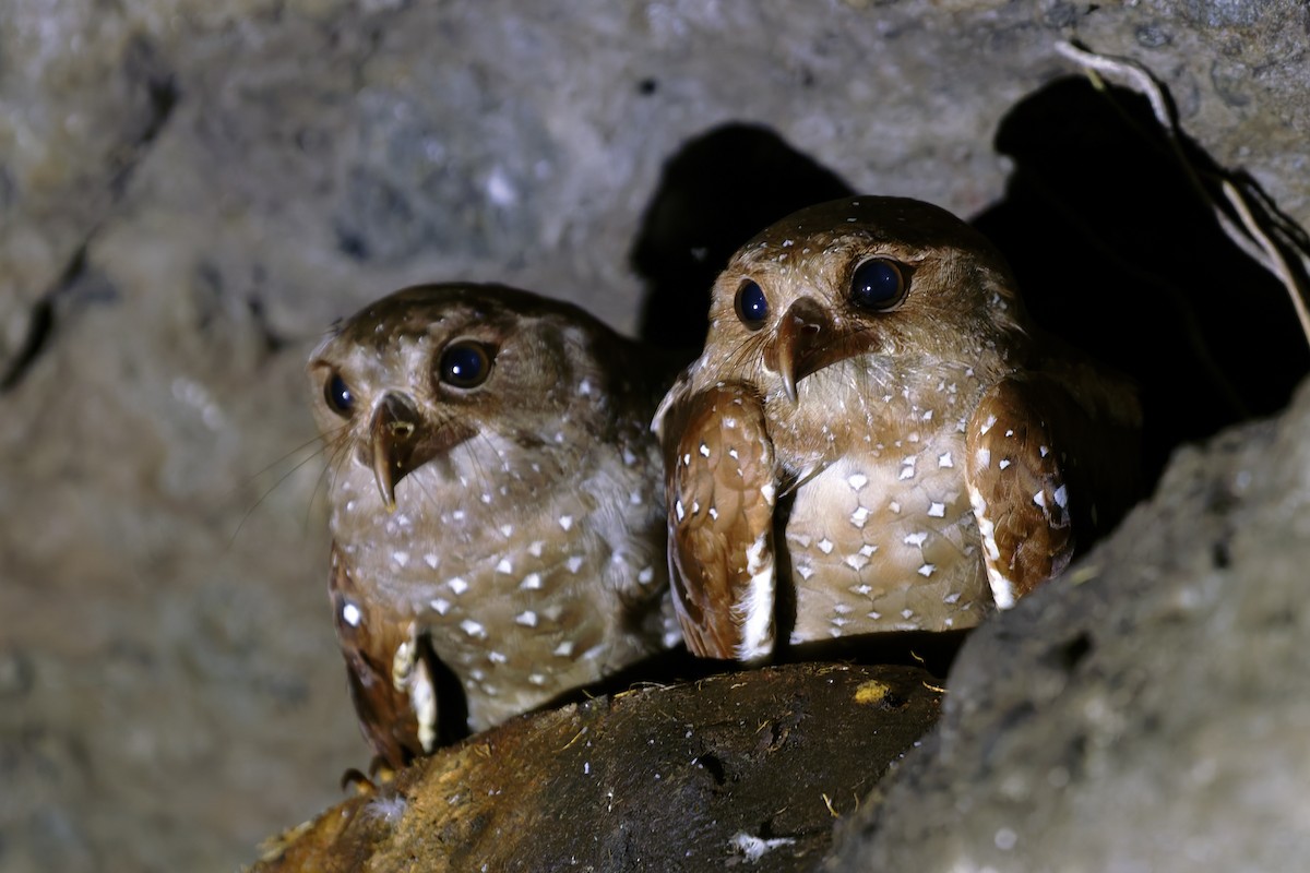 Oilbird - ML646647863