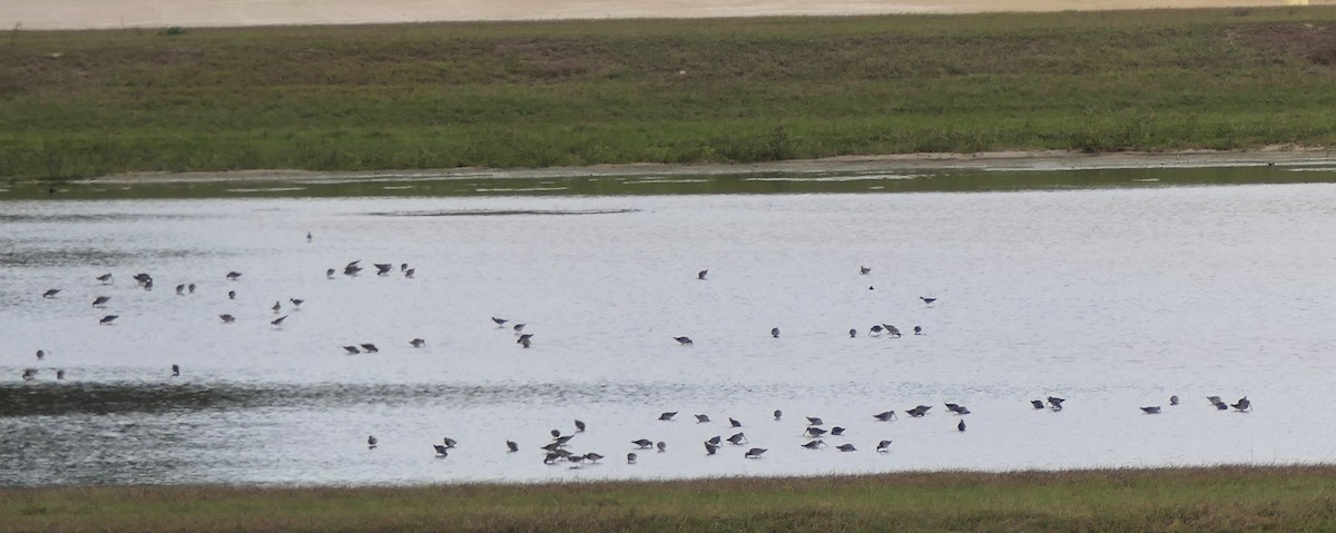 Bécassin à long bec - ML646647864