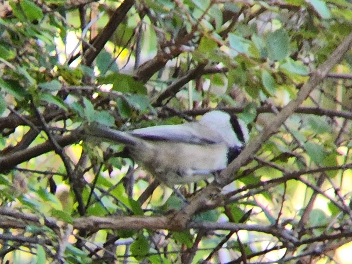 Mountain Chickadee - ML646647865