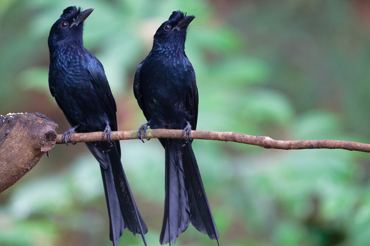 Drongo à raquettes - ML646647866