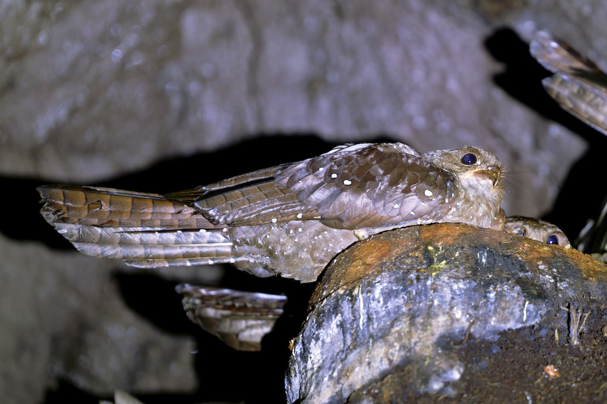 Oilbird - ML646647867