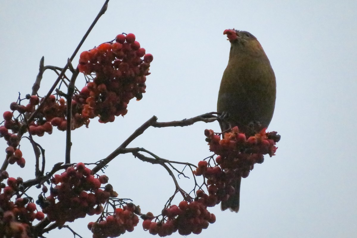 ギンザンマシコ - ML646647868