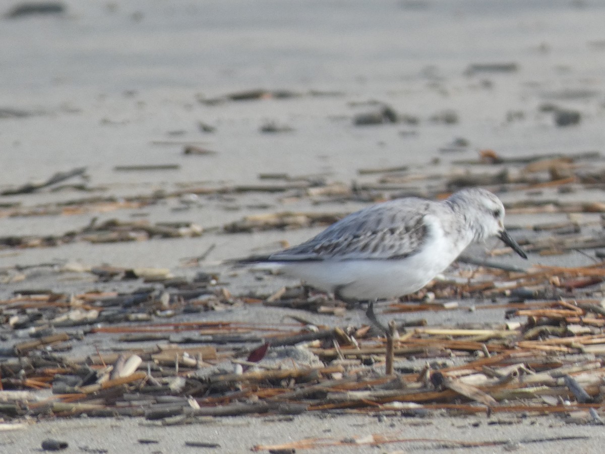 Sanderling - ML646647869