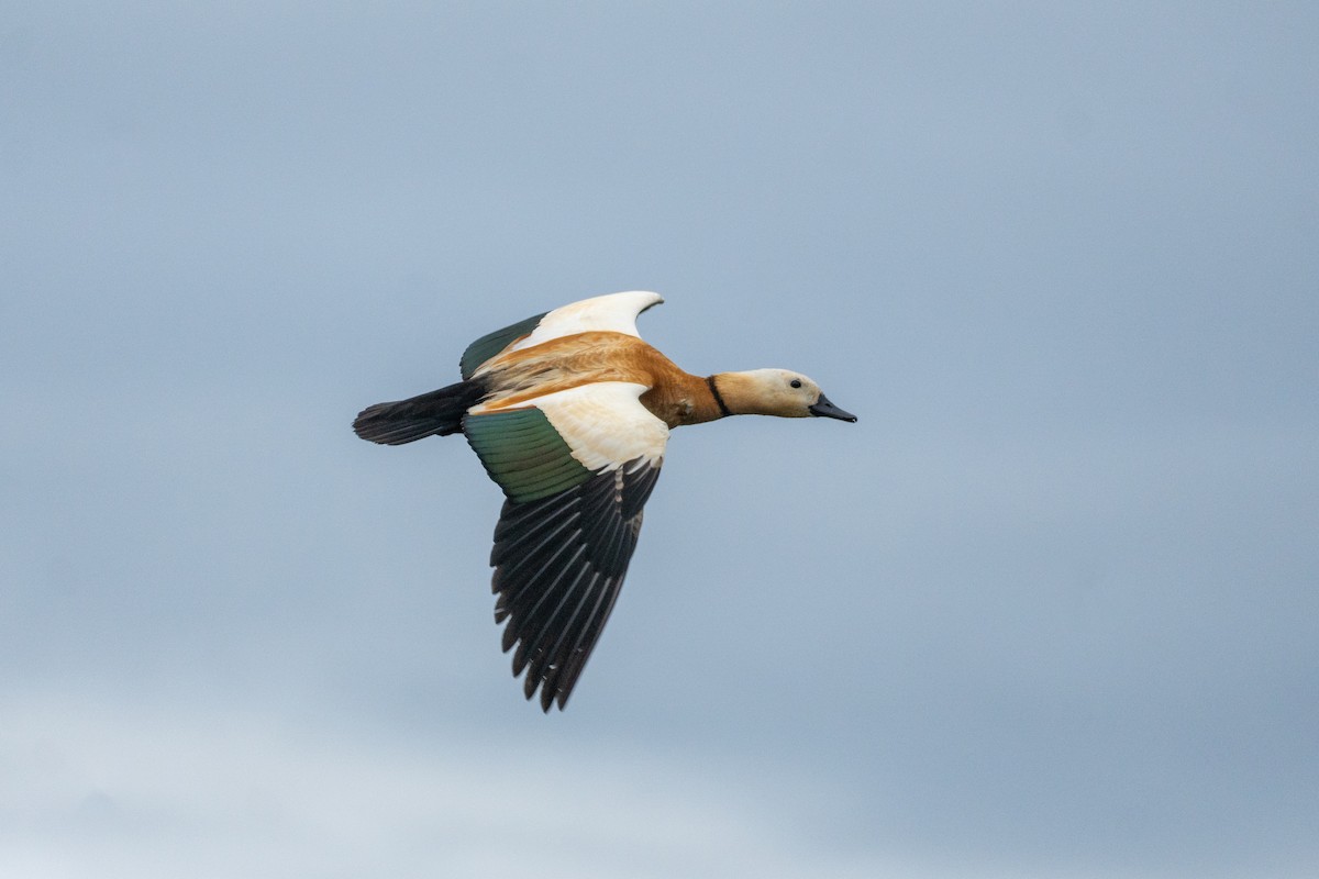 Ruddy Shelduck - ML646647872