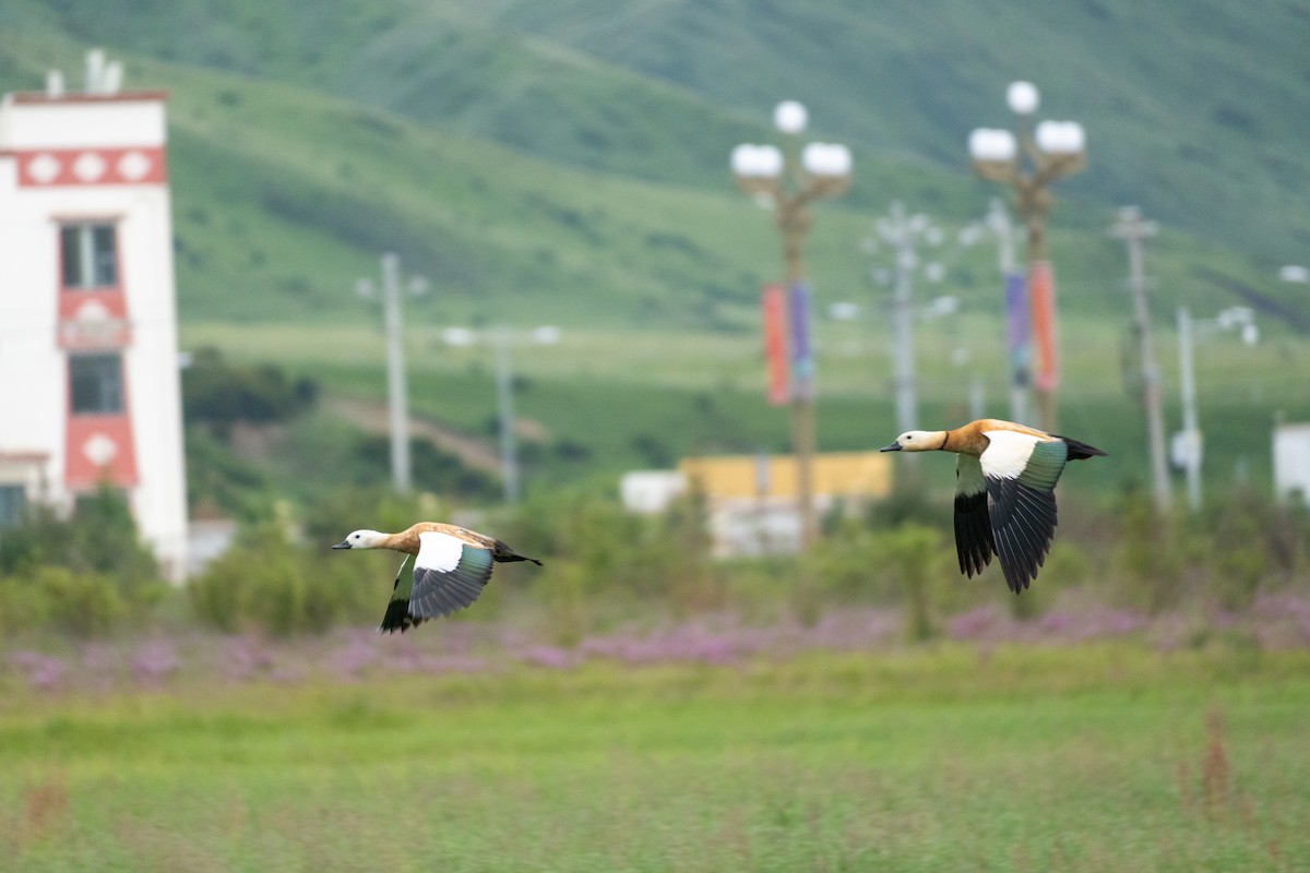 Ruddy Shelduck - ML646647873