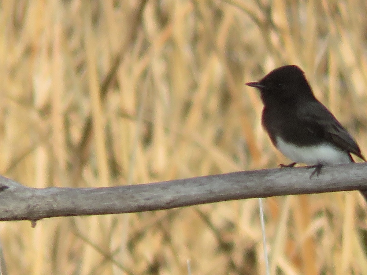 Black Phoebe - ML646647875