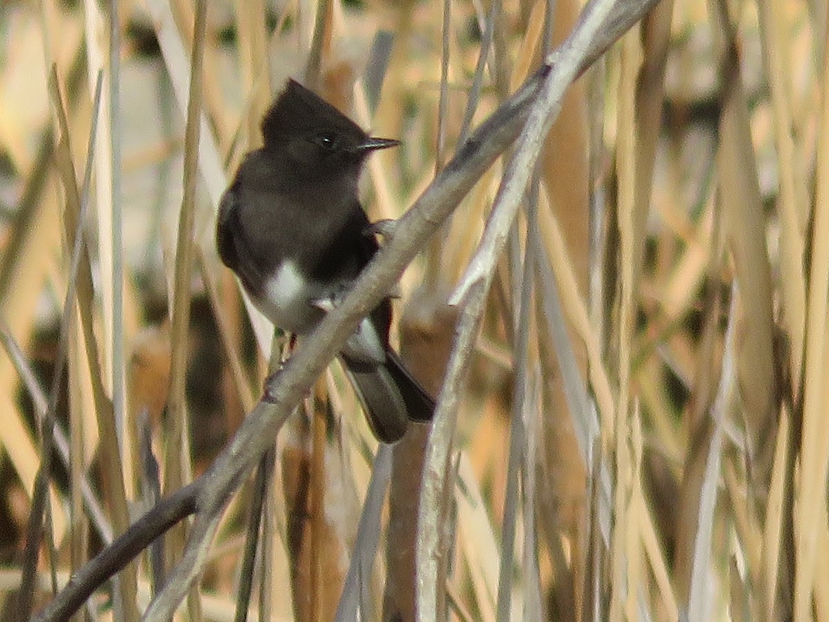 Black Phoebe - ML646647876