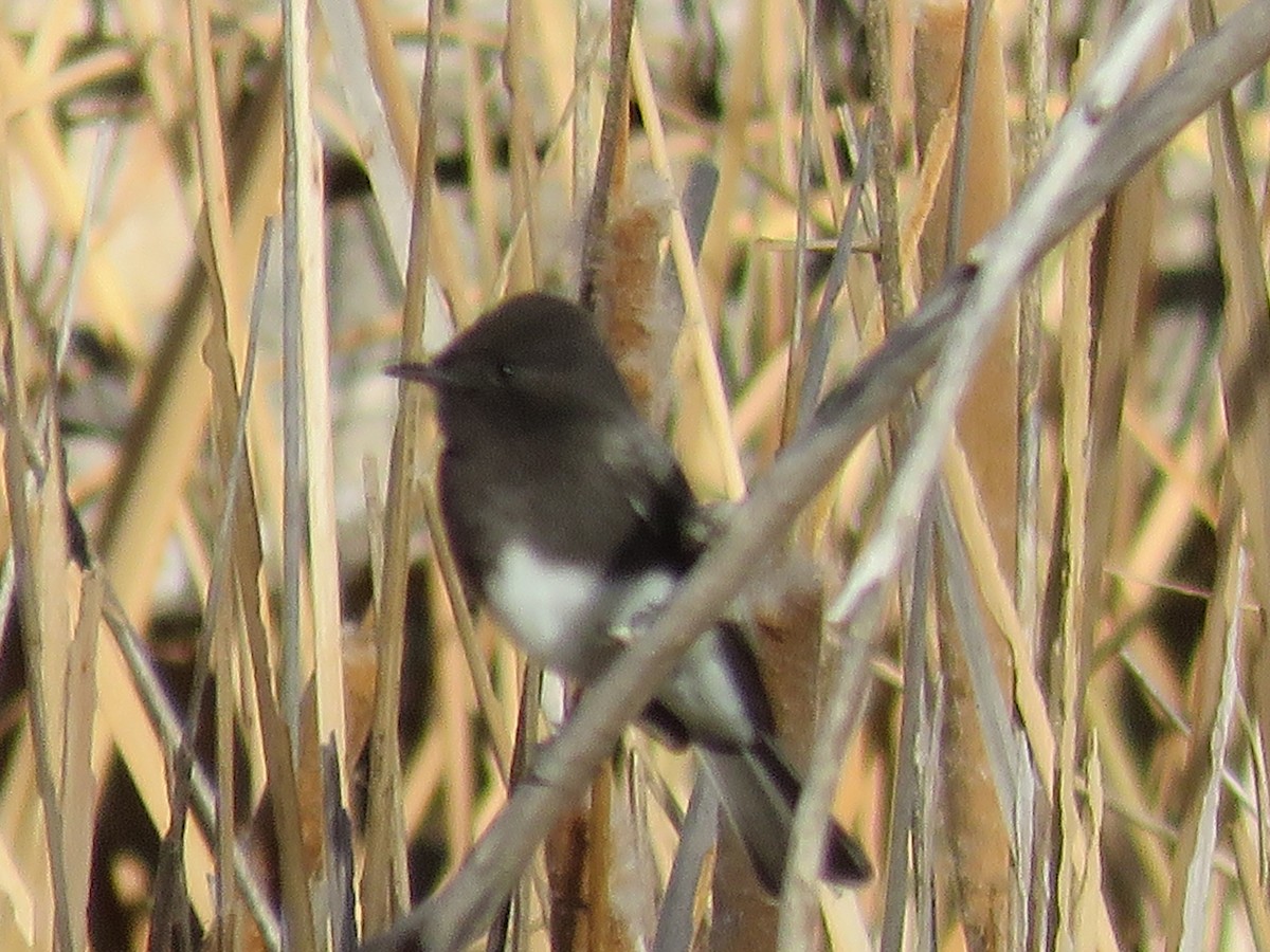 Black Phoebe - ML646647877