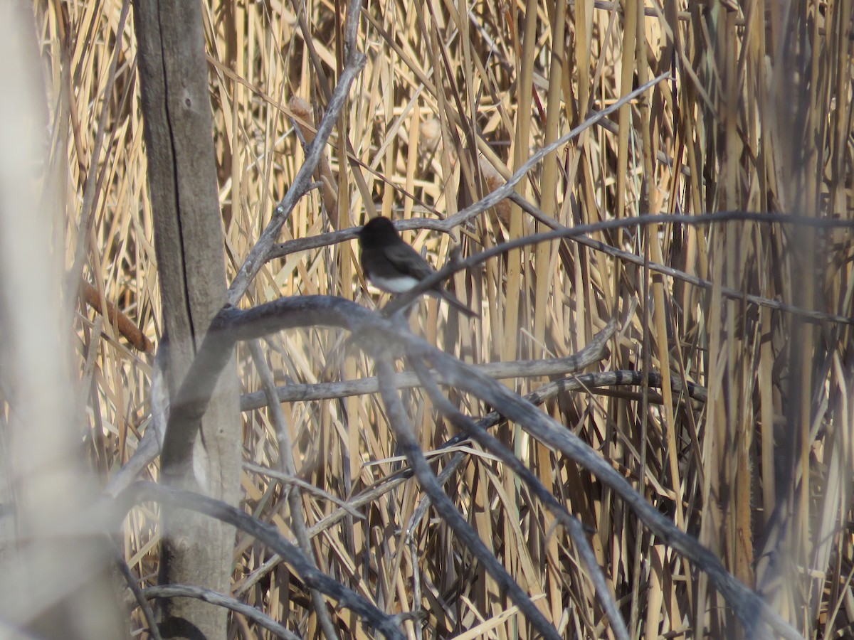 Black Phoebe - ML646647878
