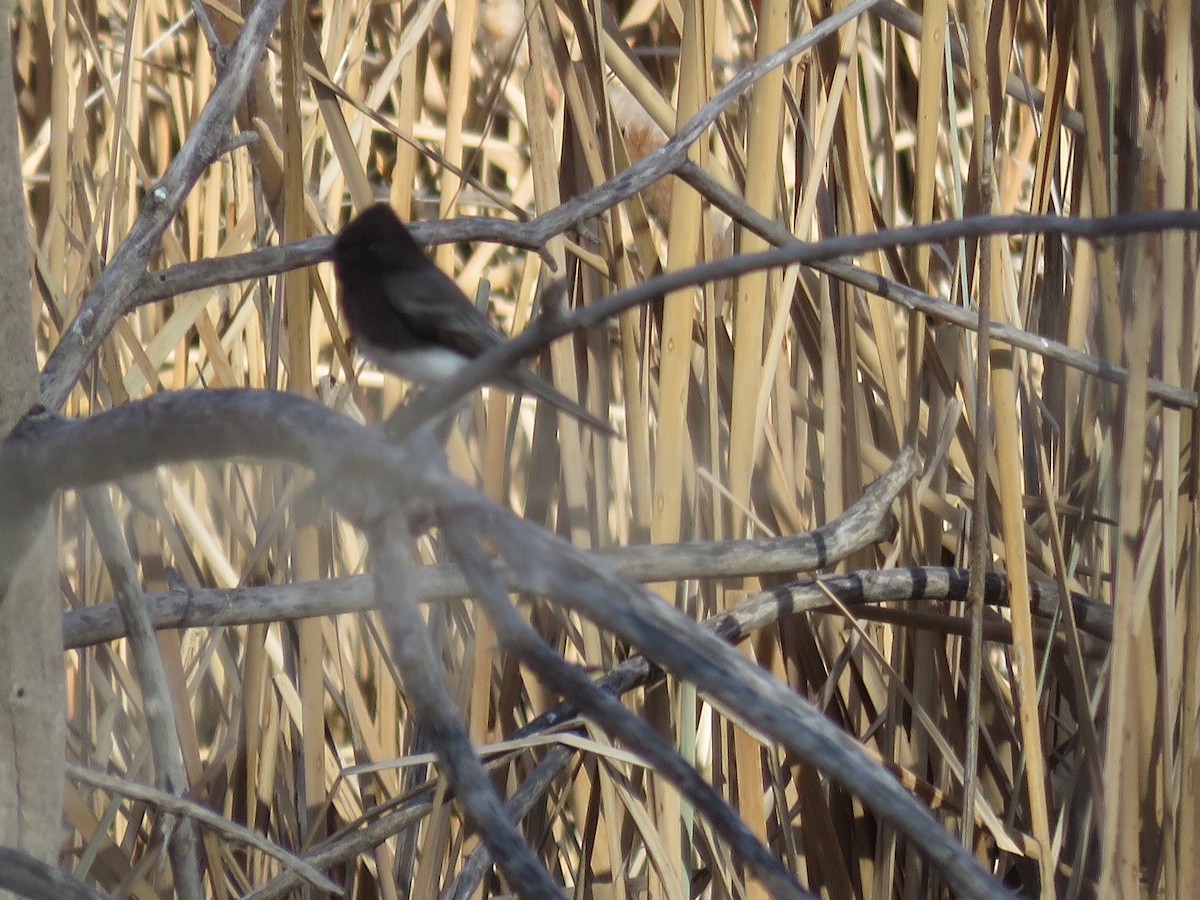 Black Phoebe - ML646647879