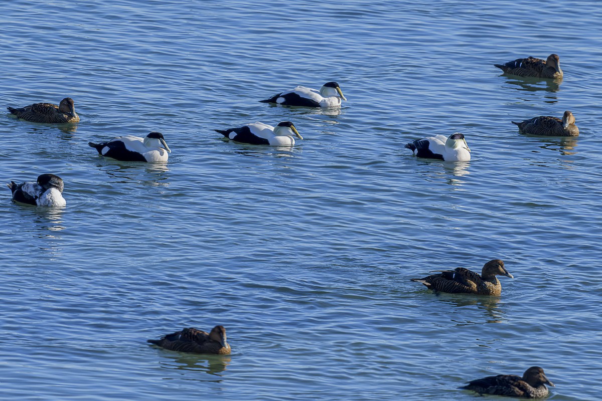 Common Eider - ML646647880