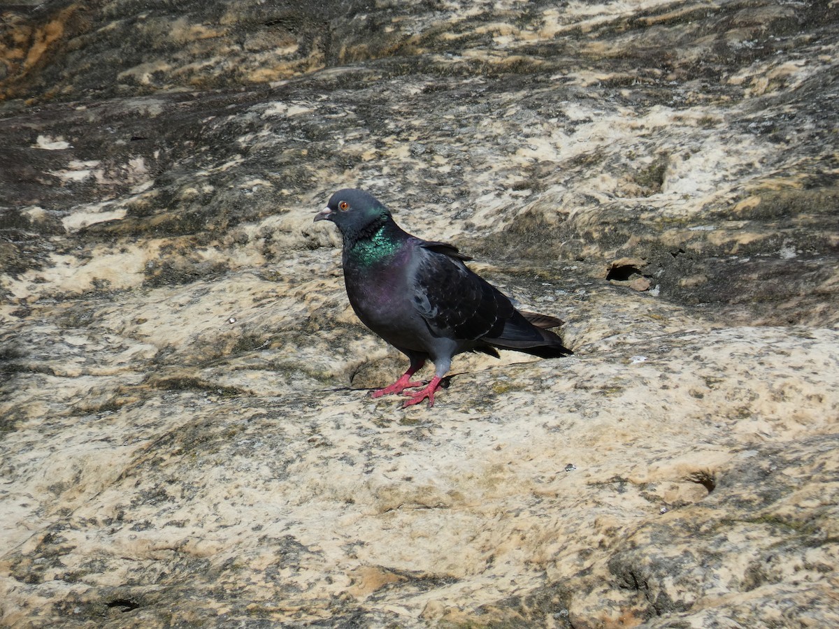 Сизый голубь (Одомашненного типа) - ML646647883