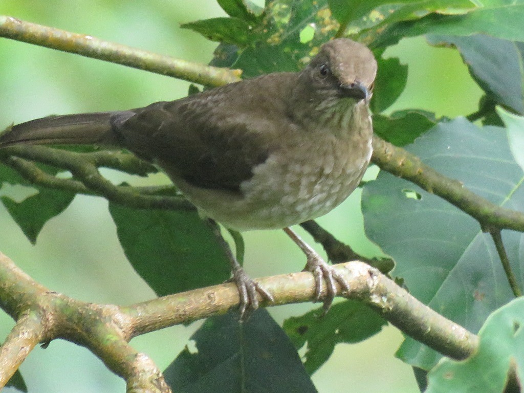 Black-billed Thrush - ML646647884