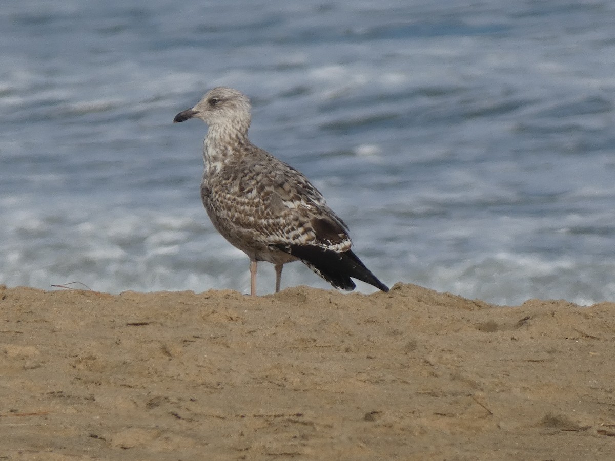 小黑背鷗 - ML646647885