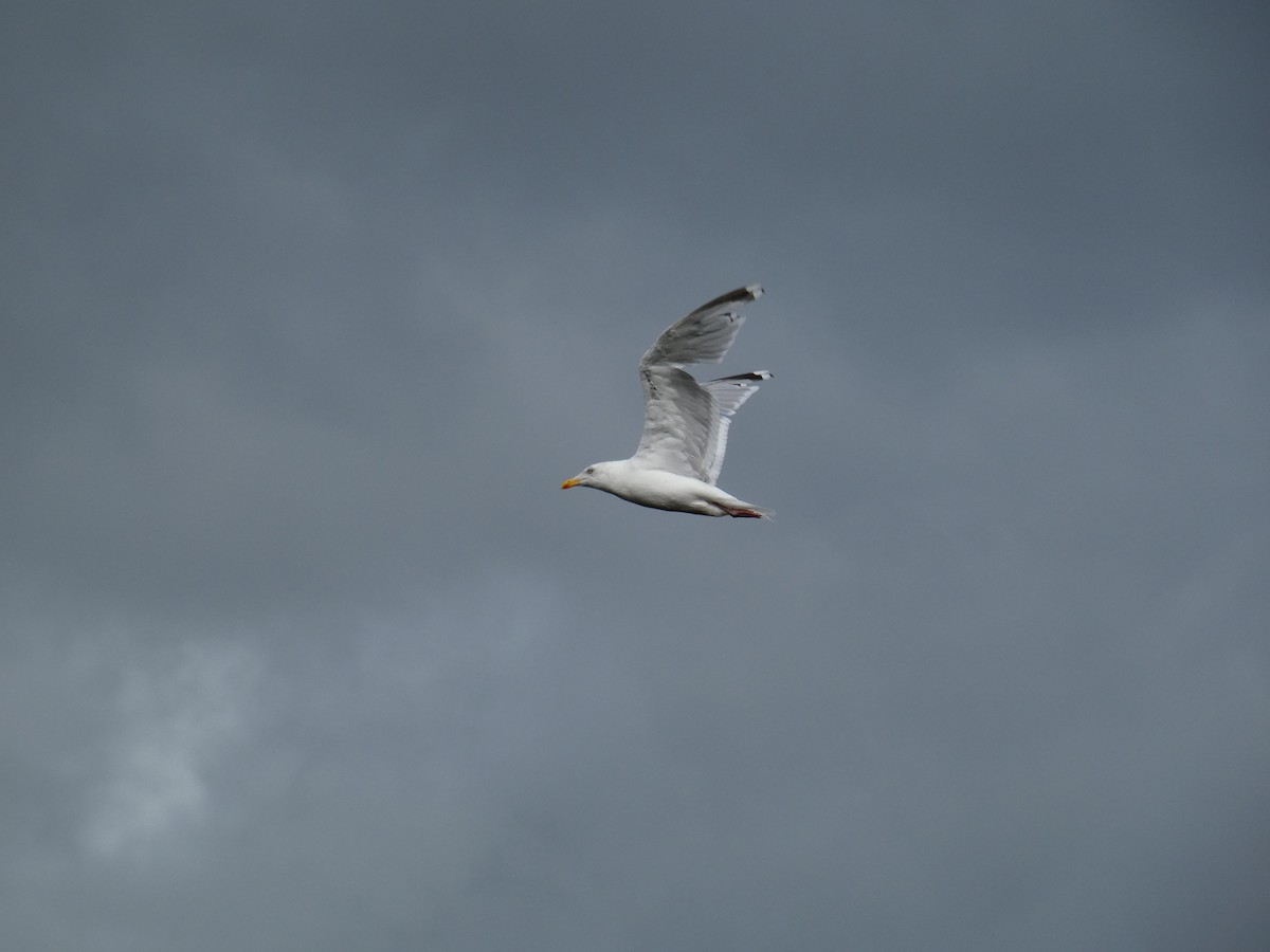 Серебристая чайка - ML646647887