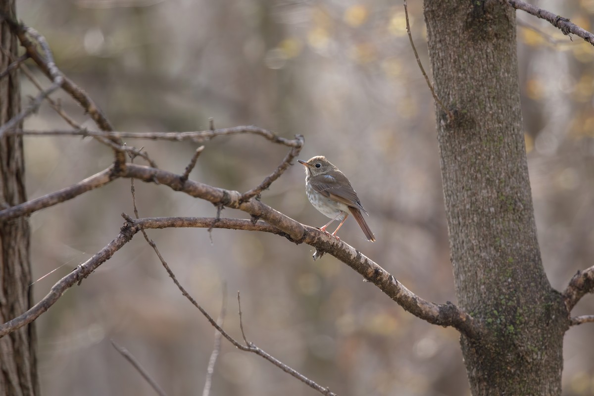 Hermit Thrush - ML646647889