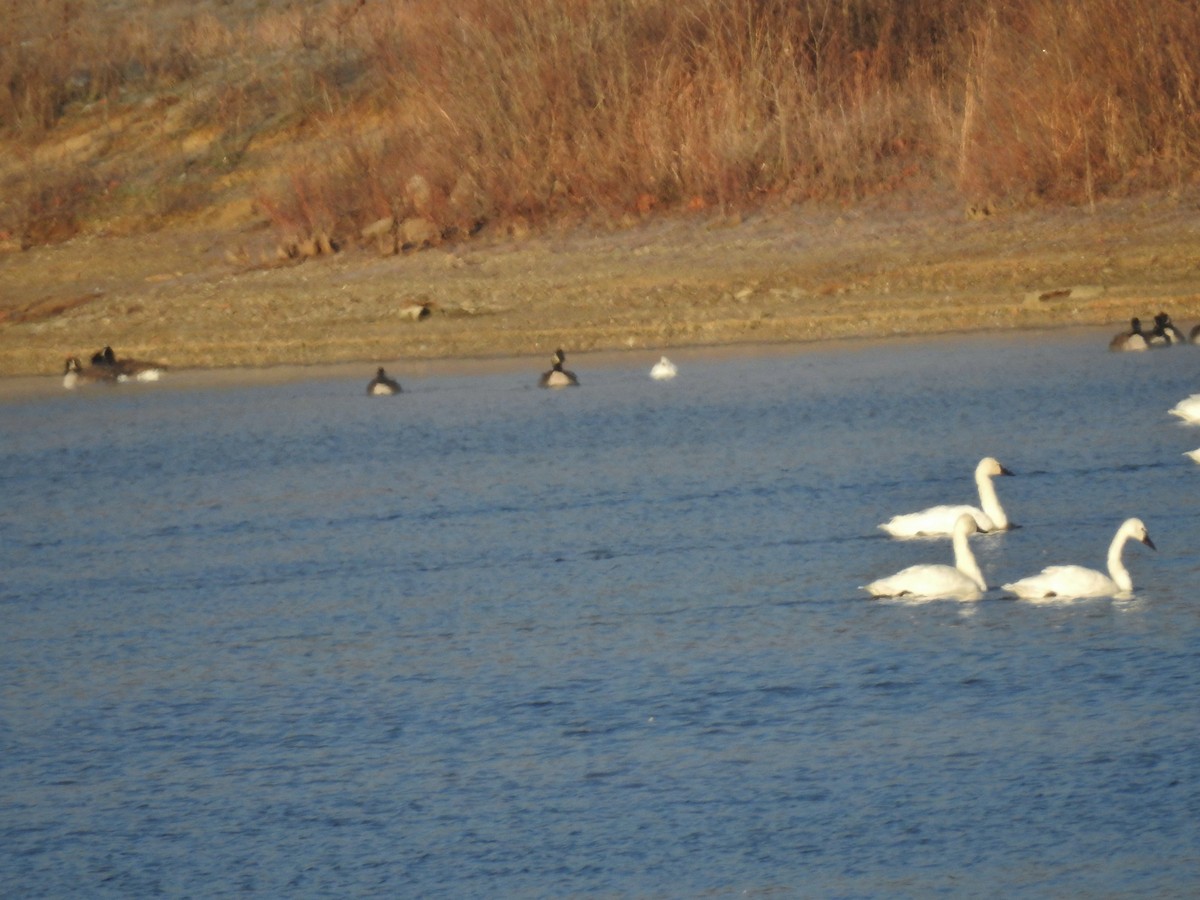 Ánsar de Ross - ML646647890