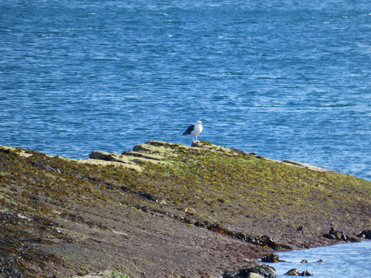 Морская чайка - ML646647891