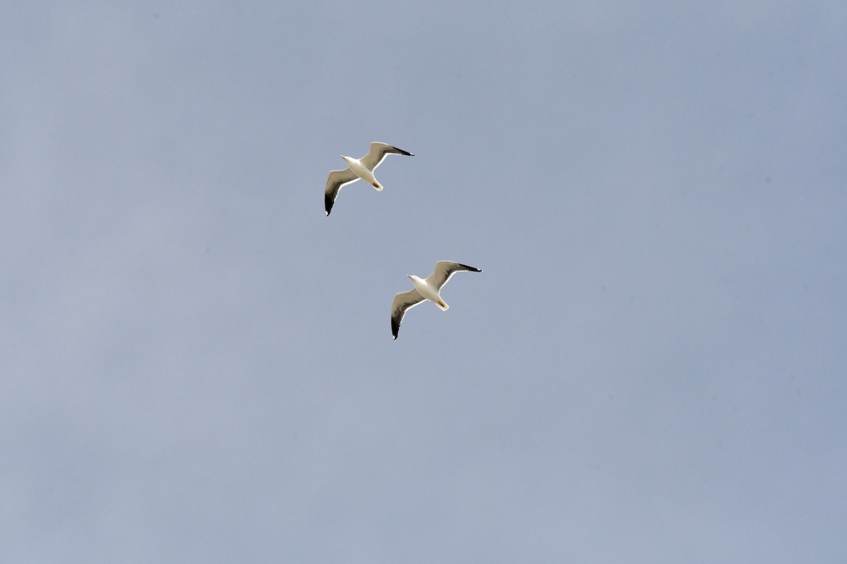 sildemåke - ML646647892