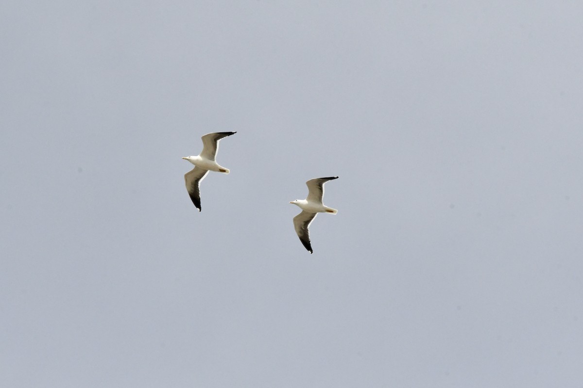 sildemåke - ML646647893