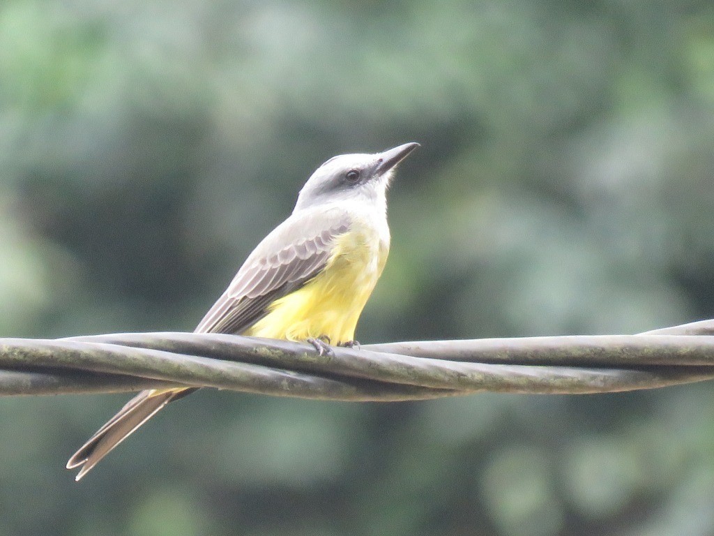 Tropical Kingbird - ML646647900