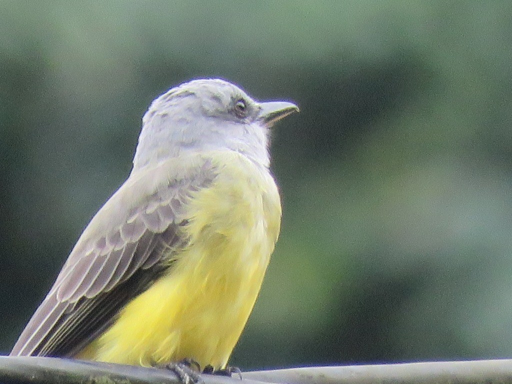 Tropical Kingbird - ML646647901