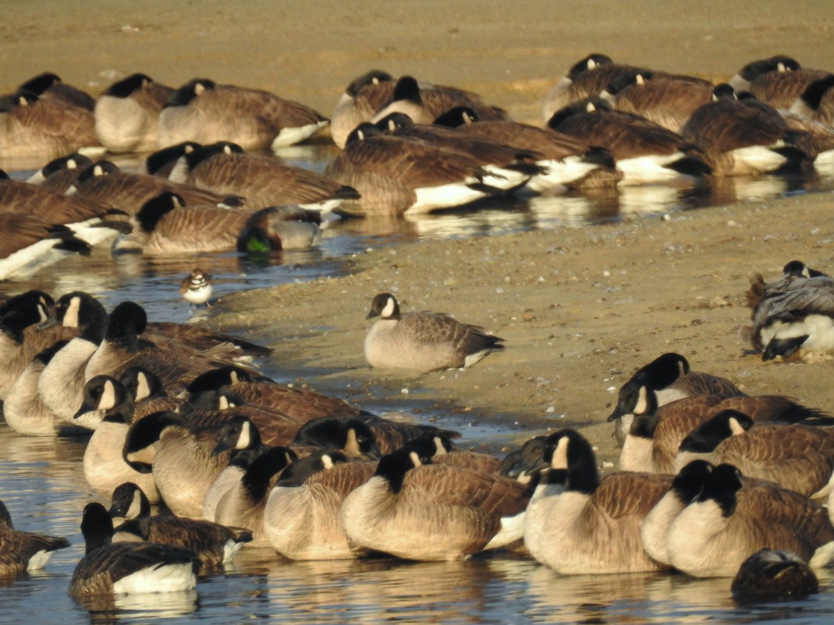 Barnacla Canadiense Chica - ML646647902