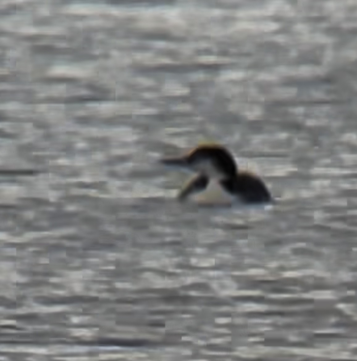 Strolaga maggiore - ML646647903