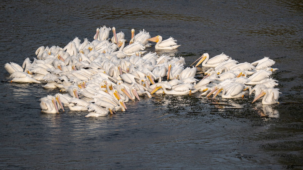 American White Pelican - ML646647907