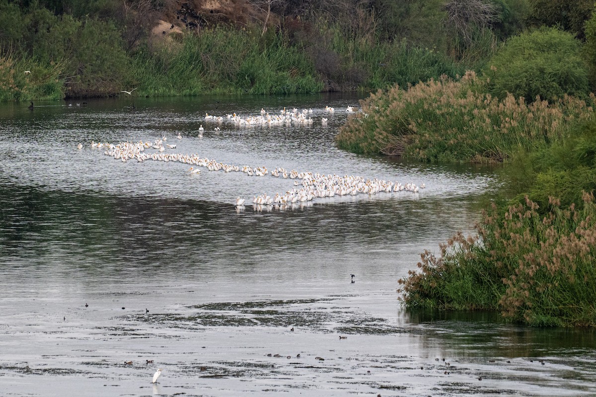 American White Pelican - ML646647908