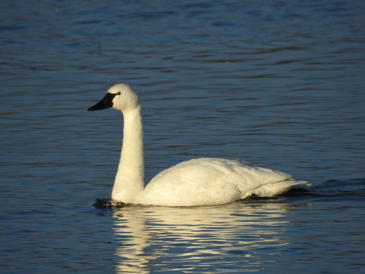 Cisne Chico - ML646647910