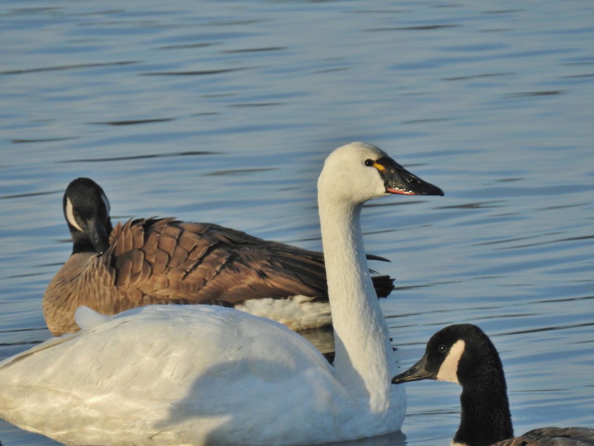 Cisne Chico - ML646647911